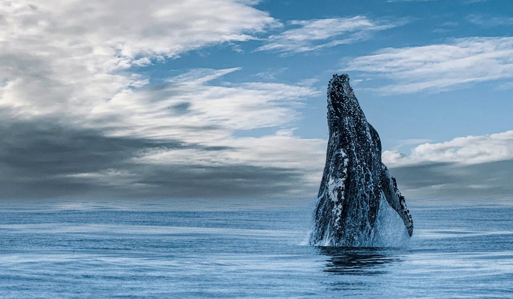 Humpback Whale Monterey Bay