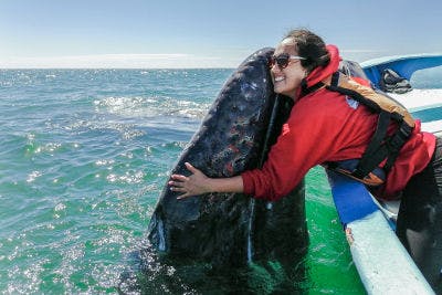 person hugging a gray whale 