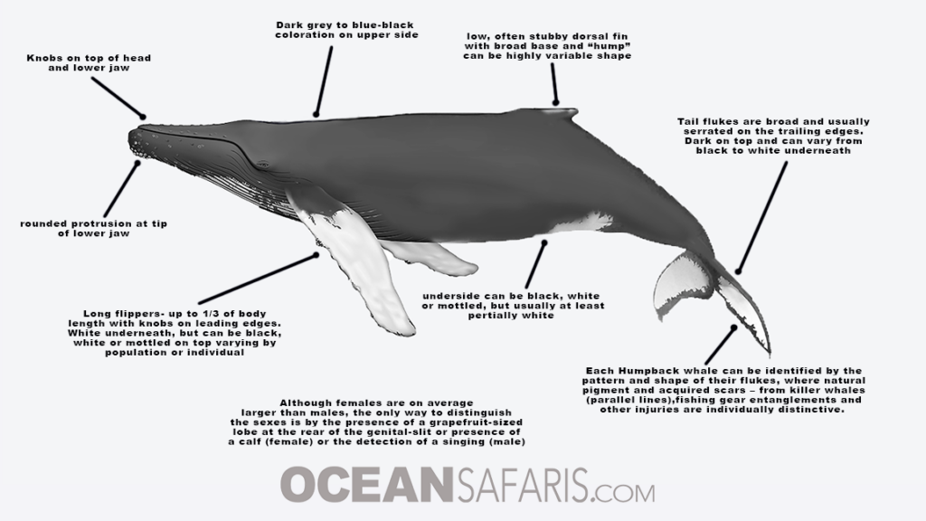 Ocean Safaris | All About Humpback Whales