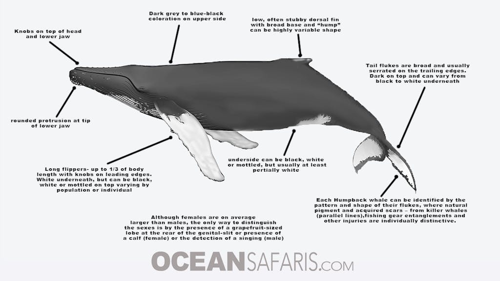 humpback whale Identification