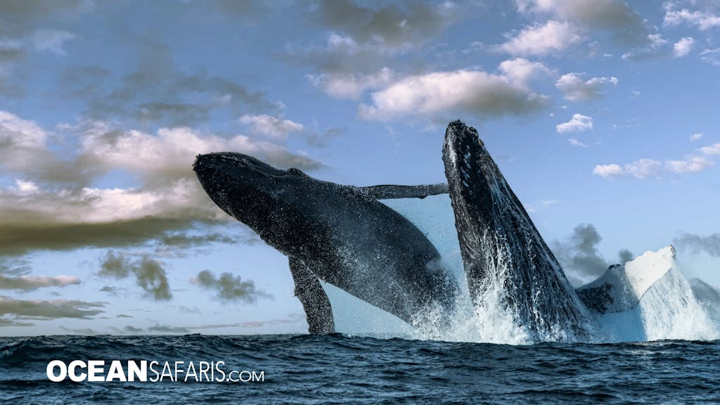 Humpback whales double breach