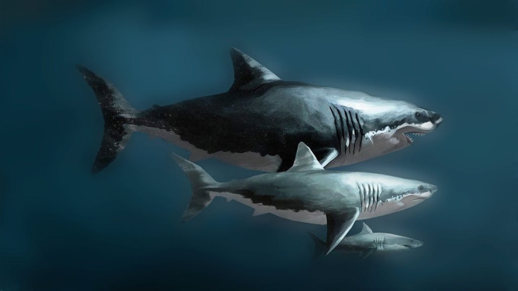Megalodon shark in the water
