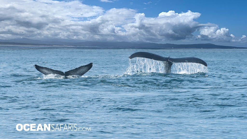 Humpback whales tail flukes in the air 