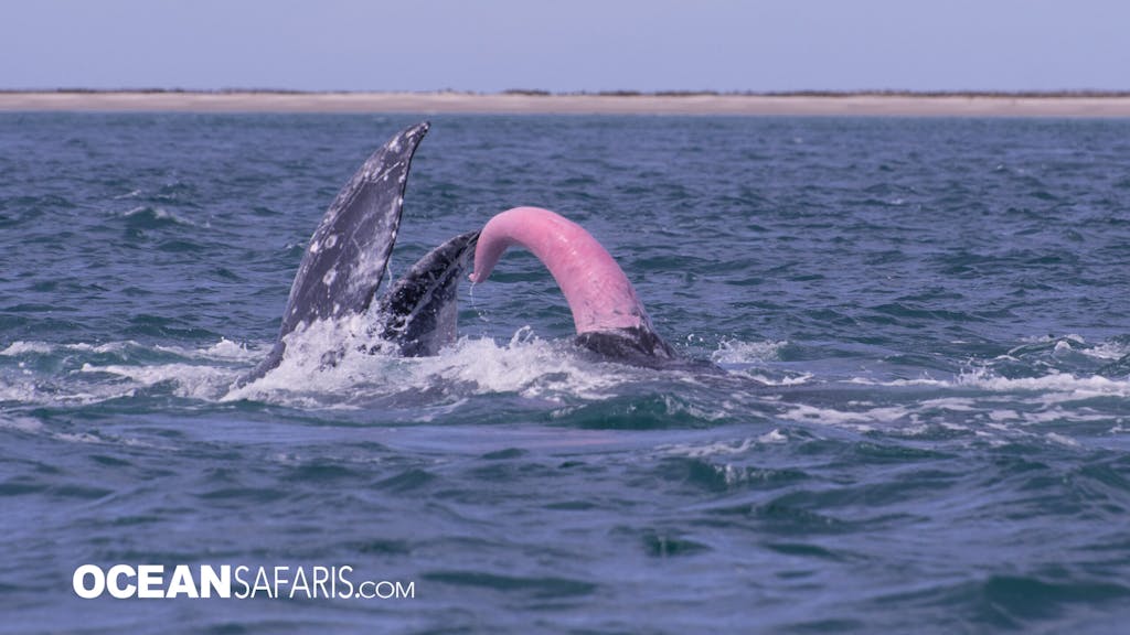 Gray Whales mating whale penis Pink Floyd