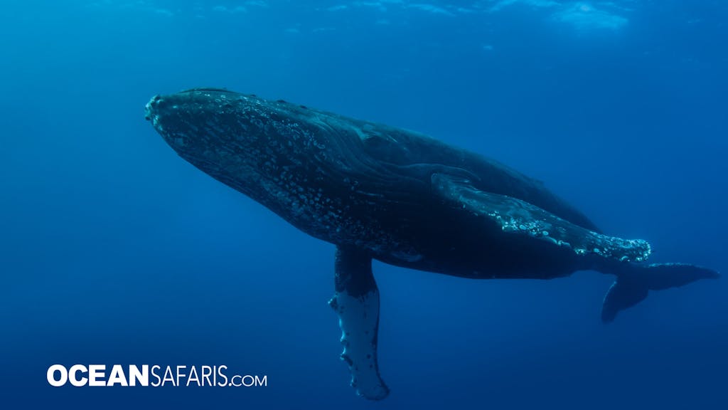 humpback whale sleeping