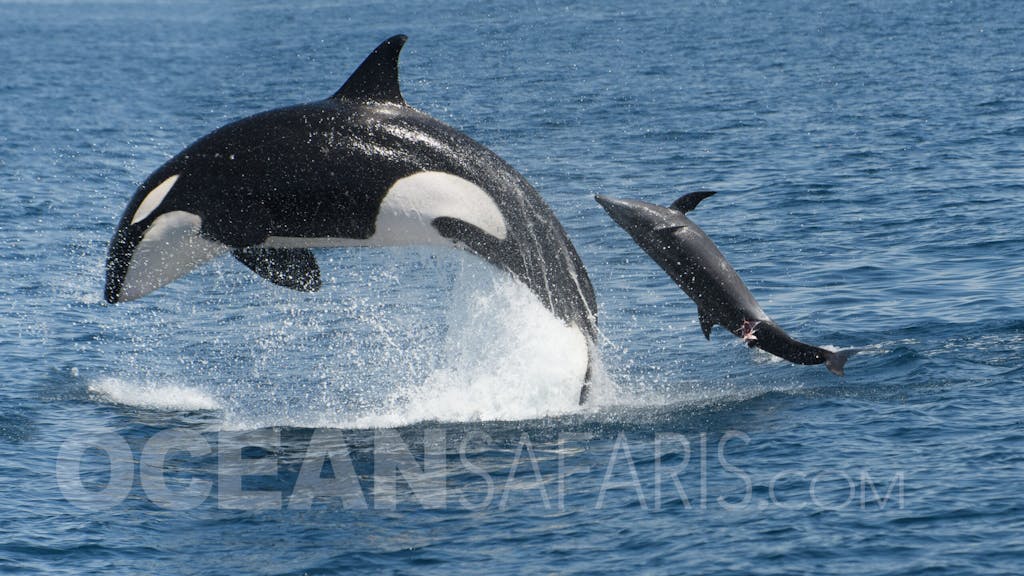 a Killer whale jumping out of the water attacking a dolphin