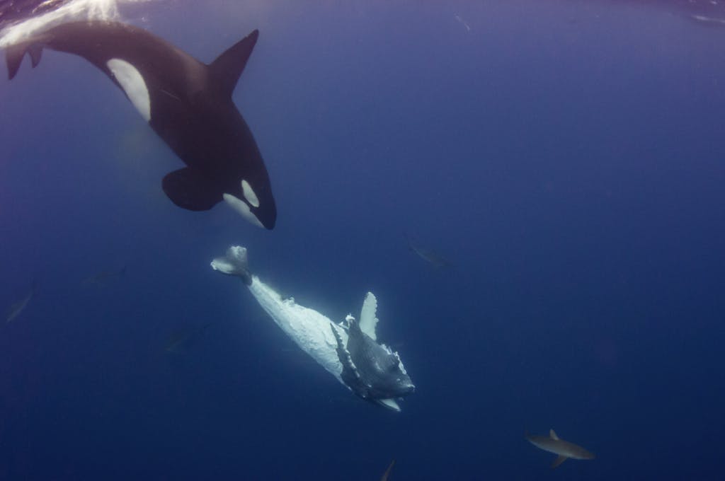 Killer whale with Humpback whale