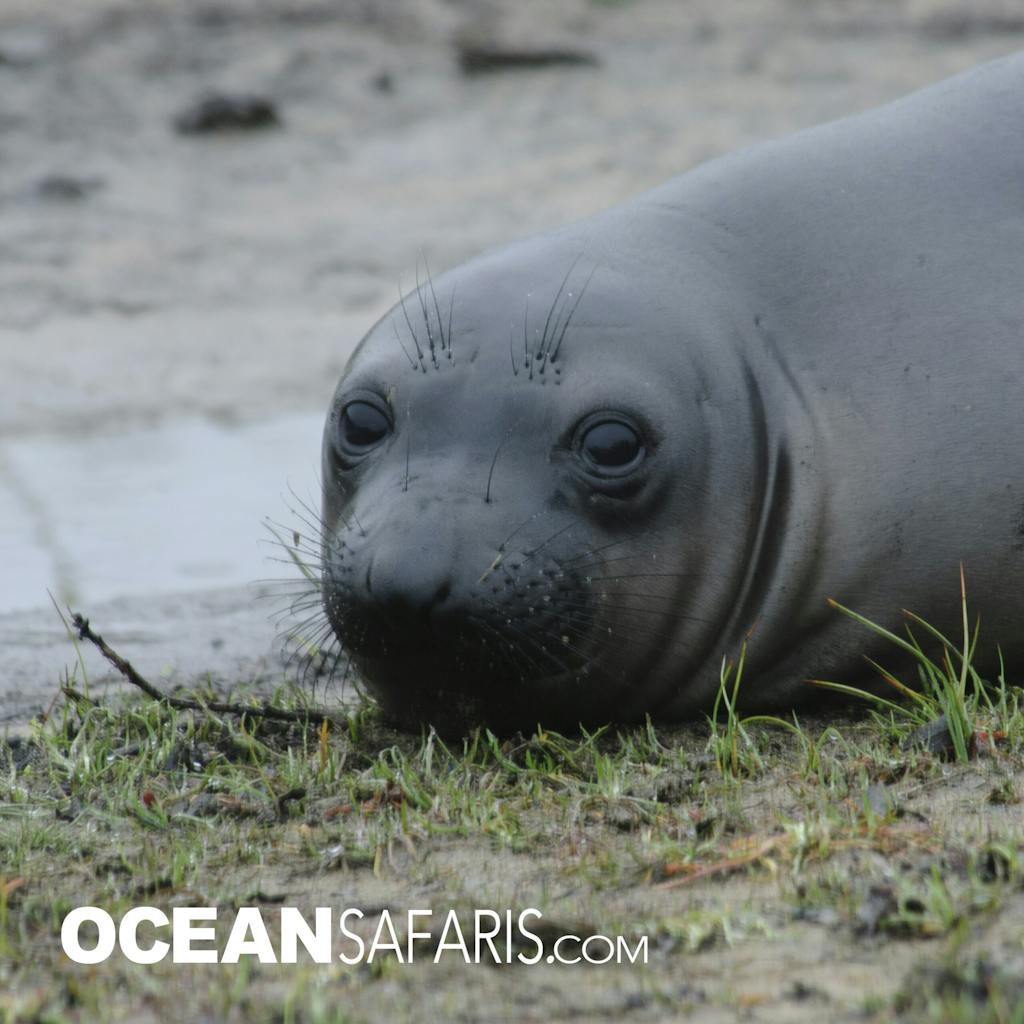 an Elephant seal lying in the grass