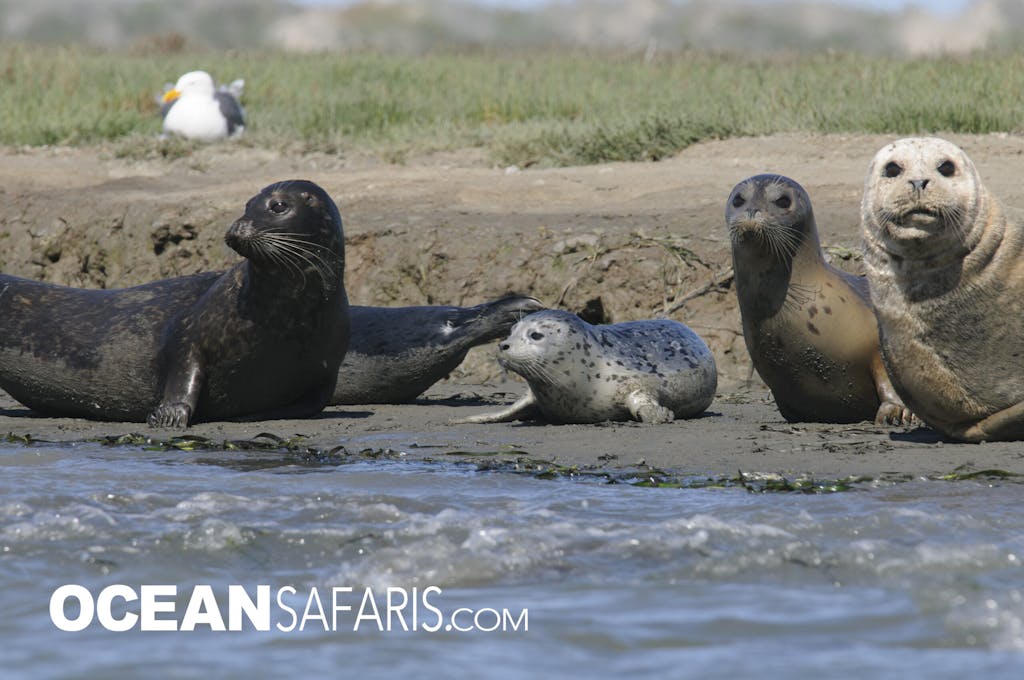 a family of Harbor Seals