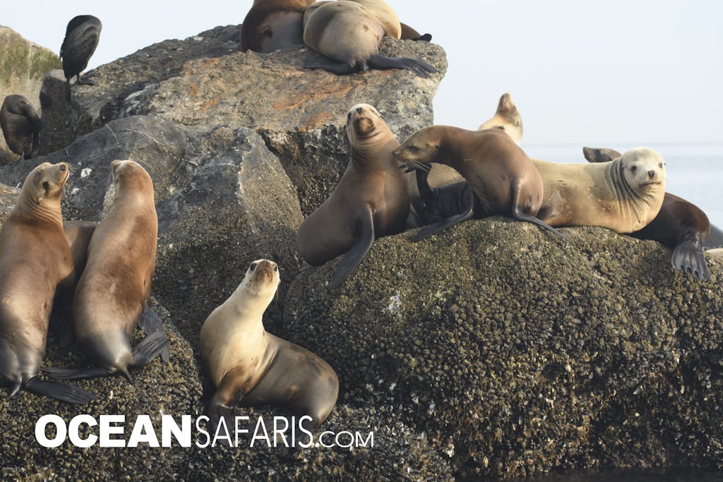 Sea Lions hauled out the rocks
