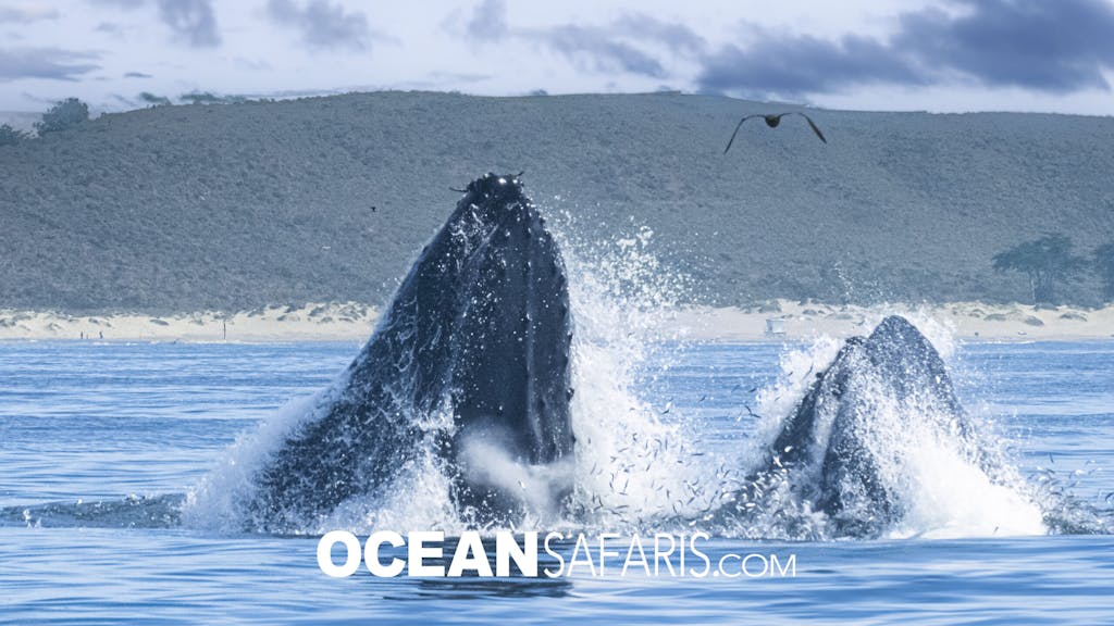 Humpback whales lunge feeding
