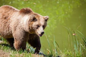 A grizzly bear near a lake