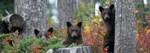 3 baby bears in the woods