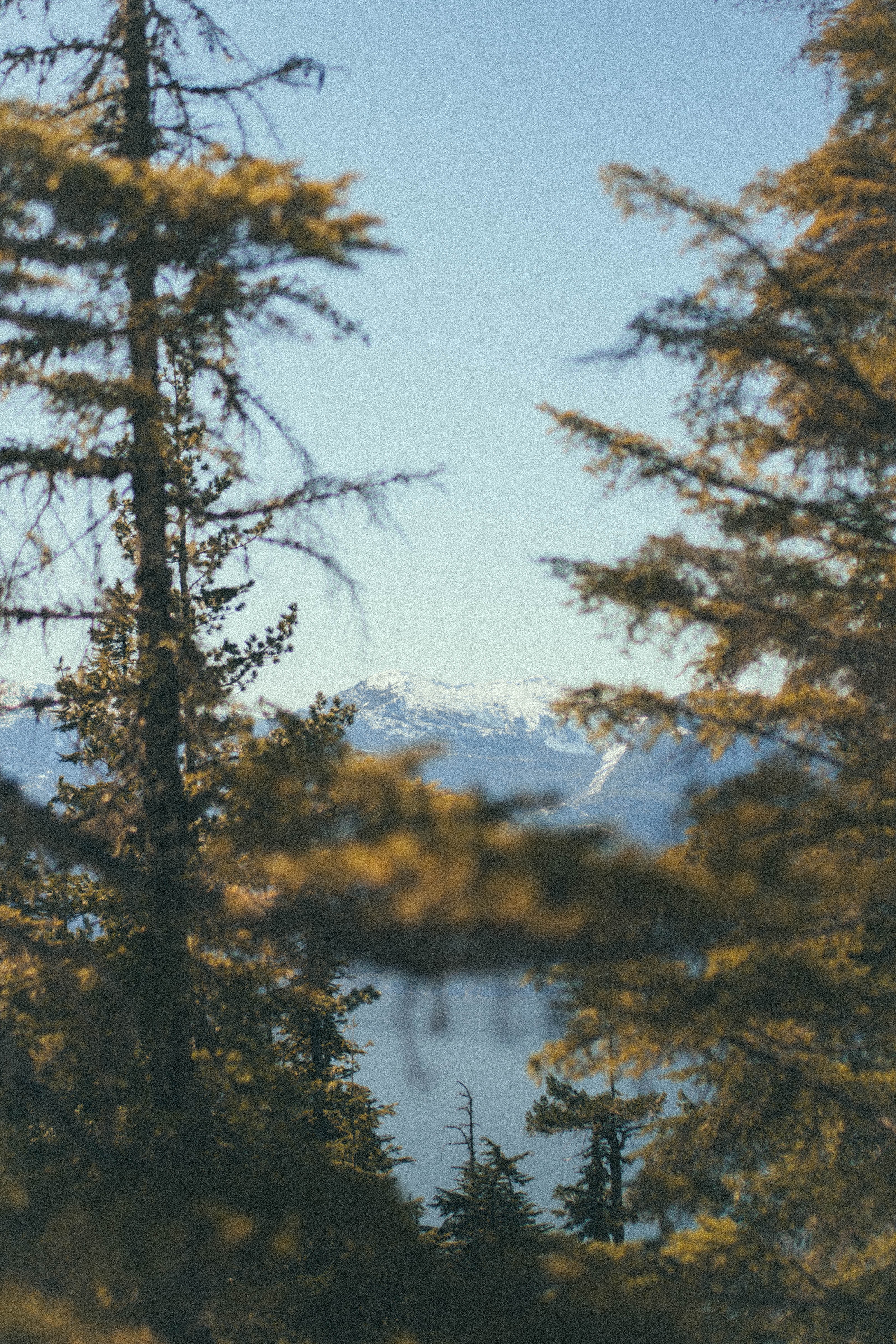 Peering through two trees looking at Whistler Mountain
