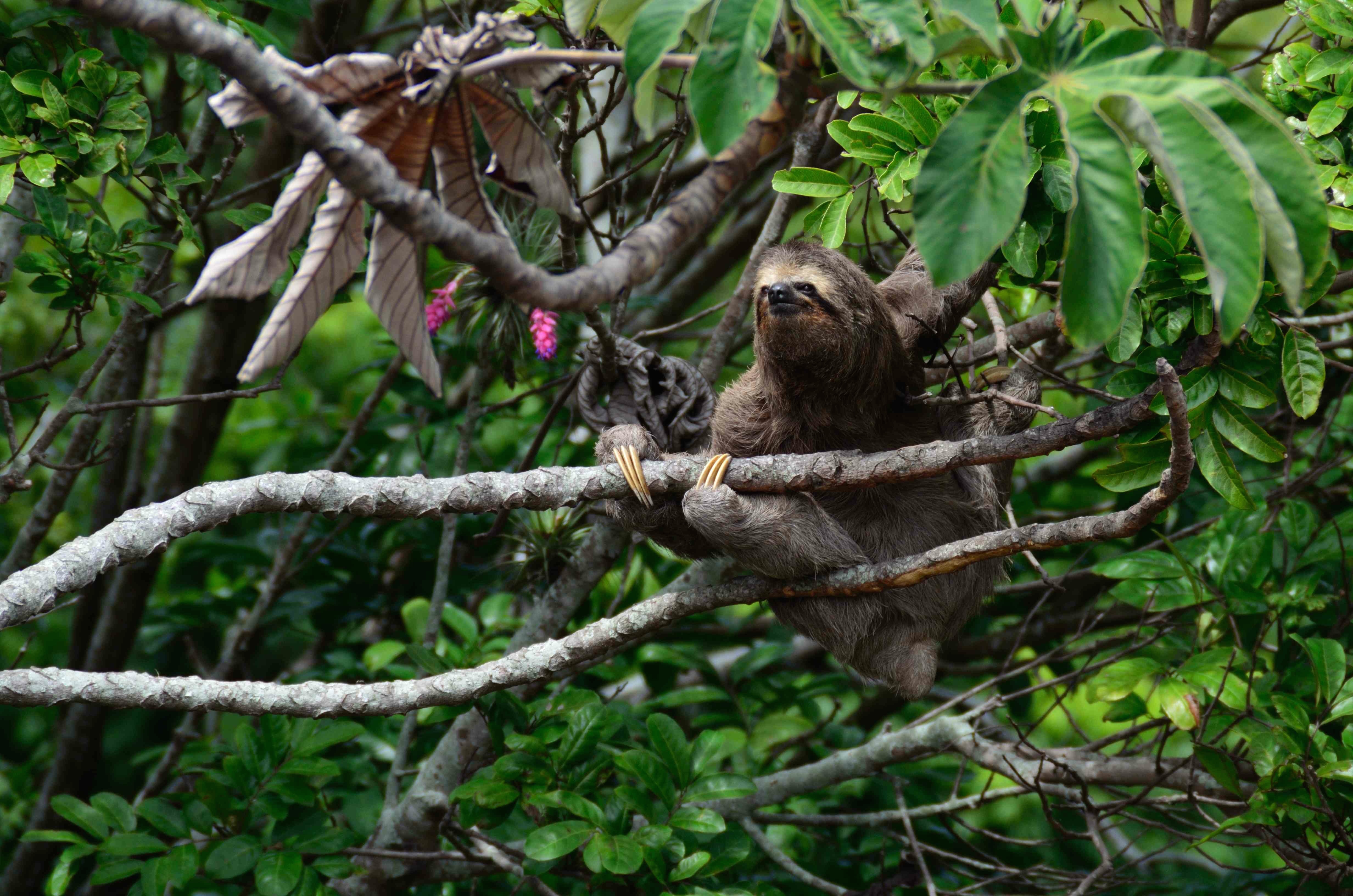 Costa Rica Animal Sanctuary - Ideas for Best Vacations in Guanacaste