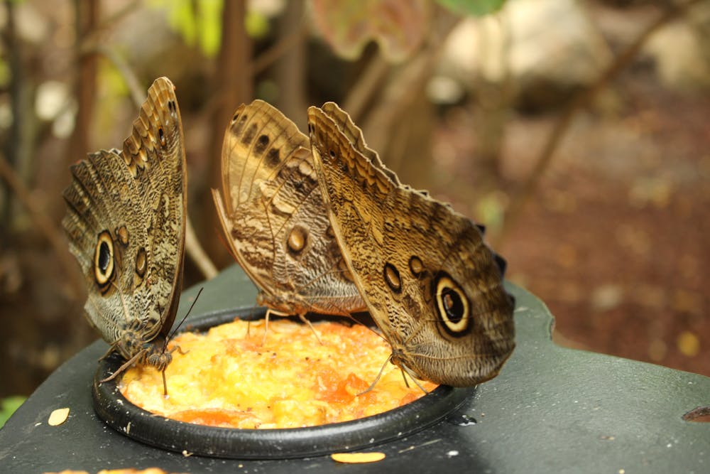 blue morpho butterfly life cycle