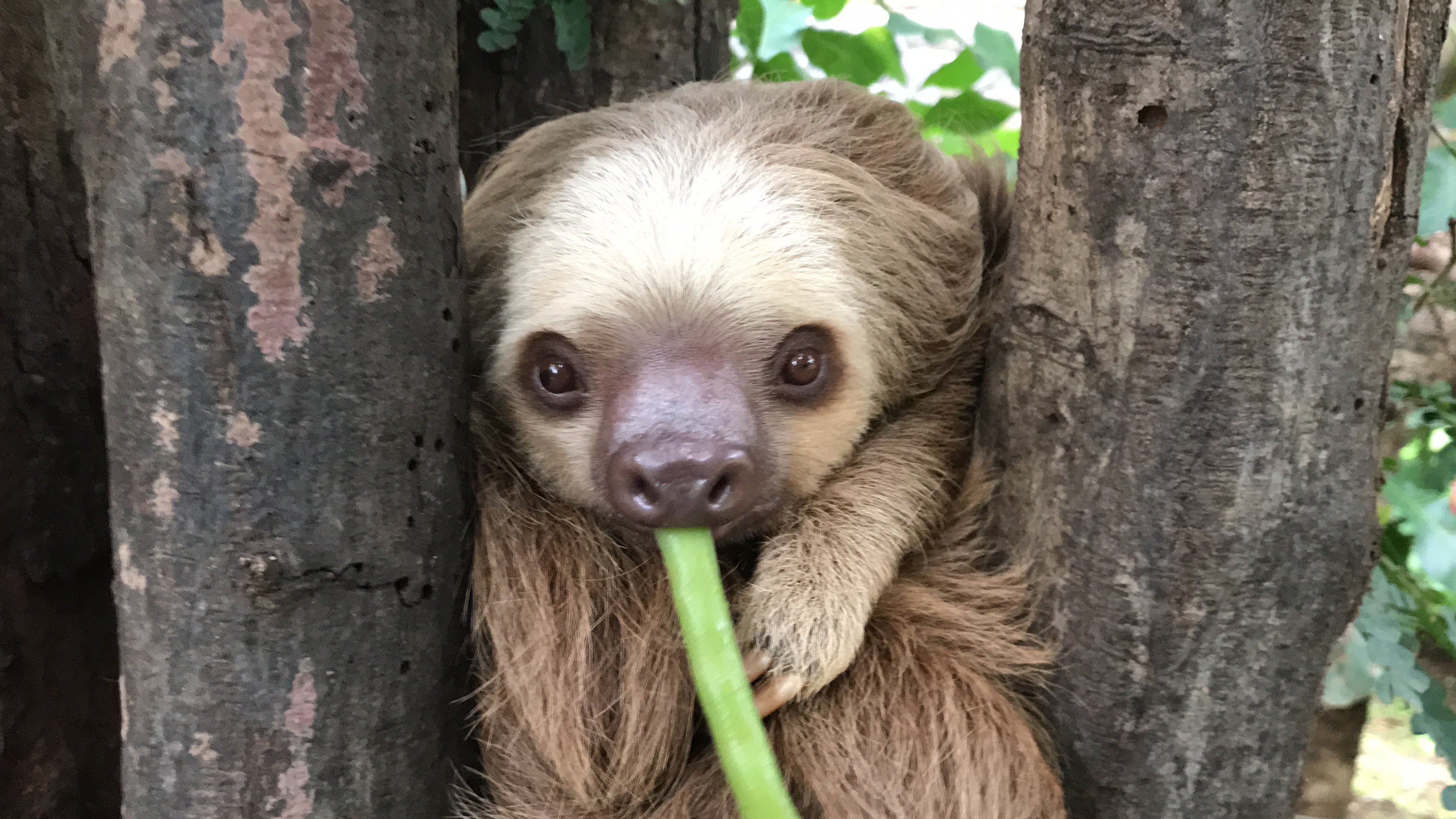 sloths tour costa rica