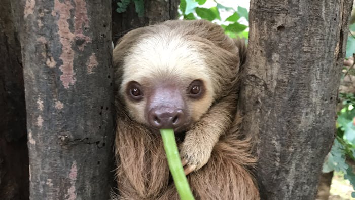 Diamante Animal Sanctuary: Costa Rica Sloth Feeding | Eco Blog (2019)