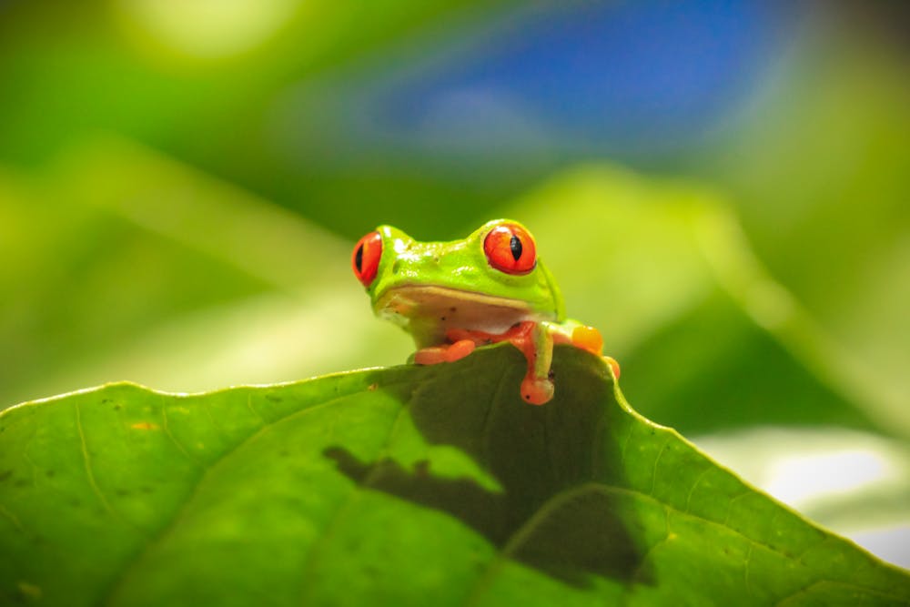 Red Eyed Tree Frog Tadpole