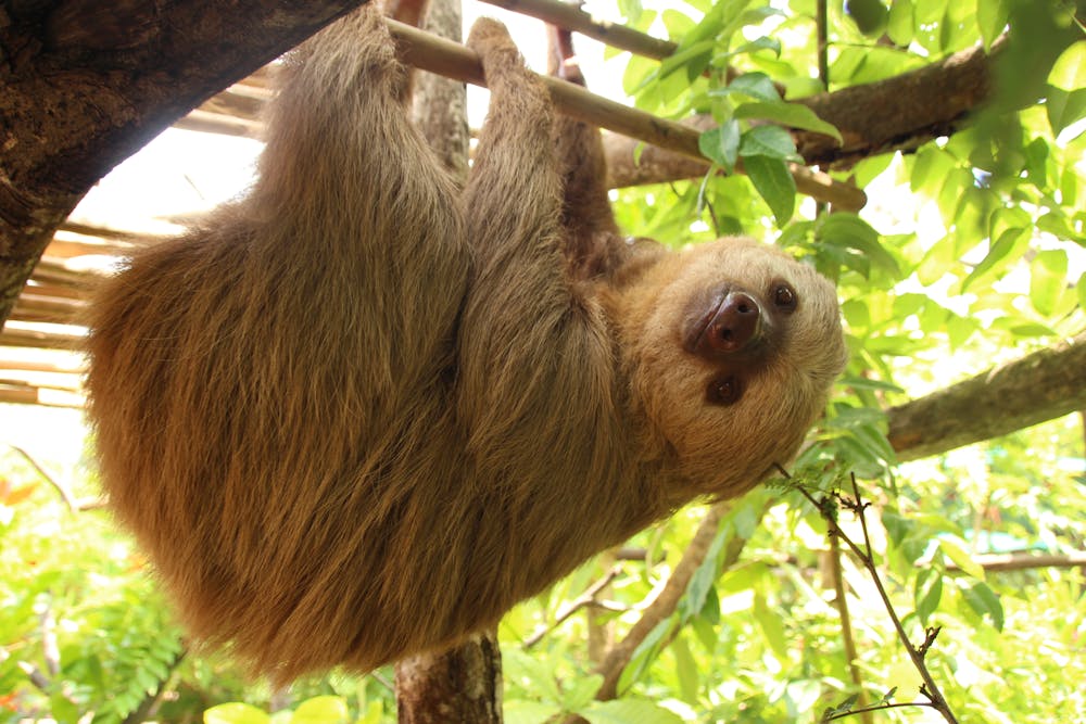 Sloths in Costa Rica: The Ultimate Guide | Diamante Sloth Sanctuary