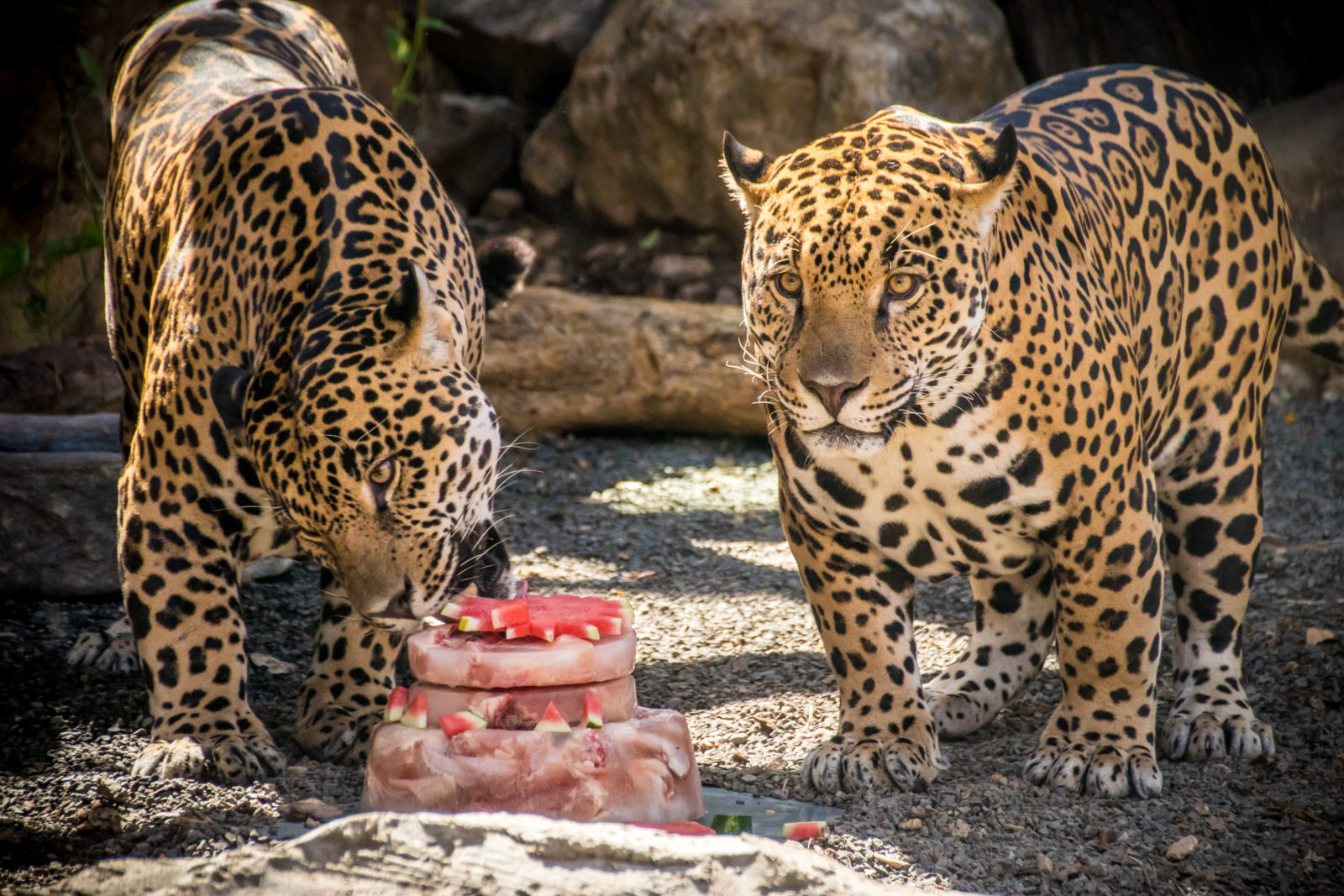 Jaguars In Costa Rica - Where To See Them | Eco Adventure Blog (2019)