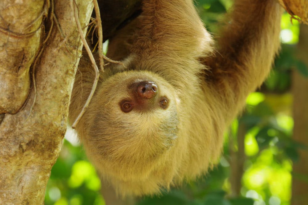 a close up of a sloth