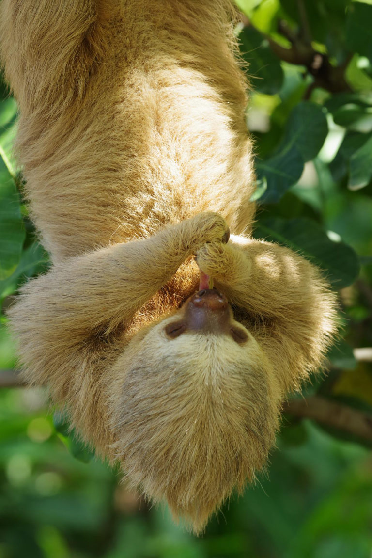 Sloths In Costa Rica