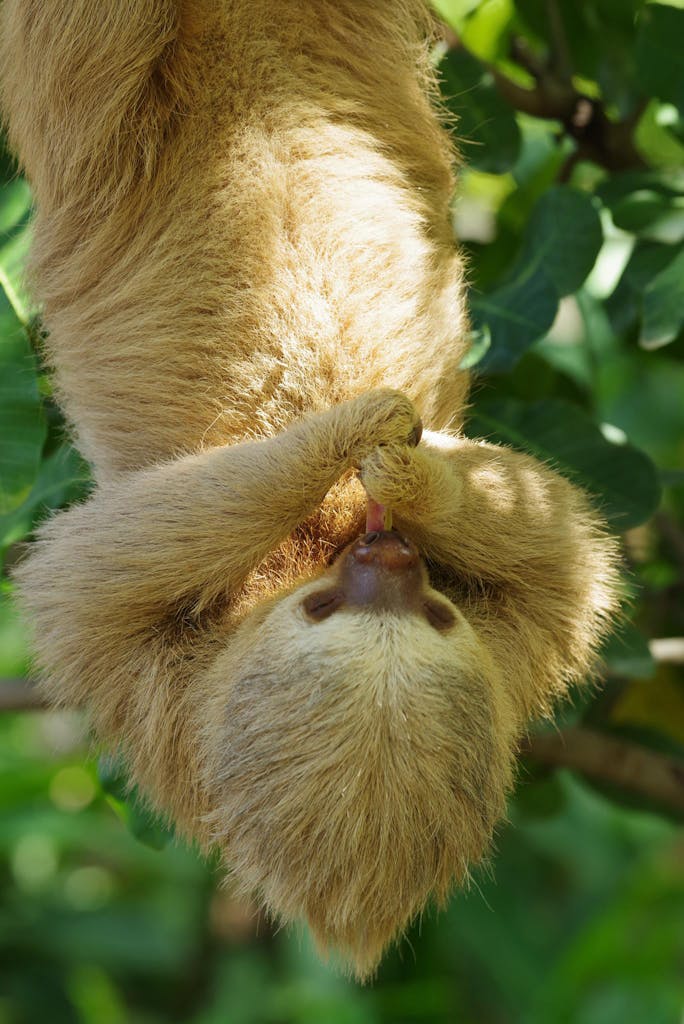 a close up of a sloth