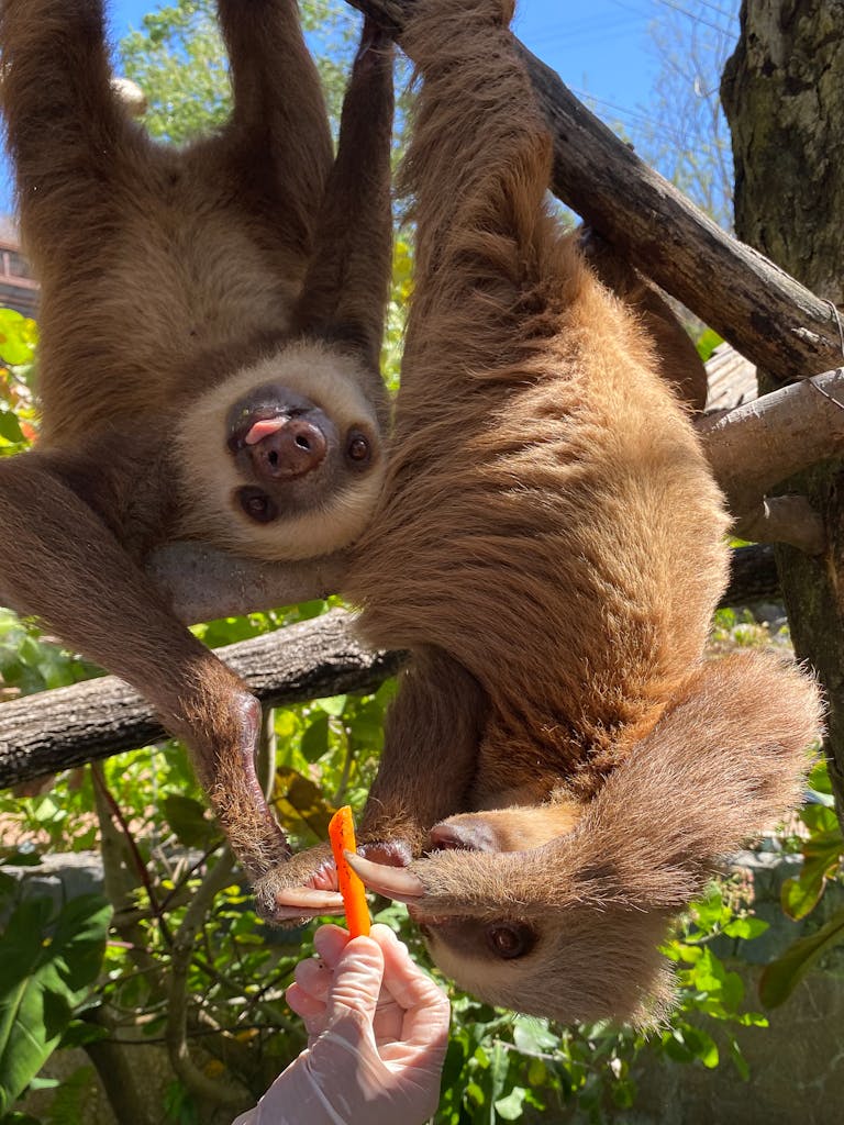 Sloth Feeding at Diamante Eco Adventure Park