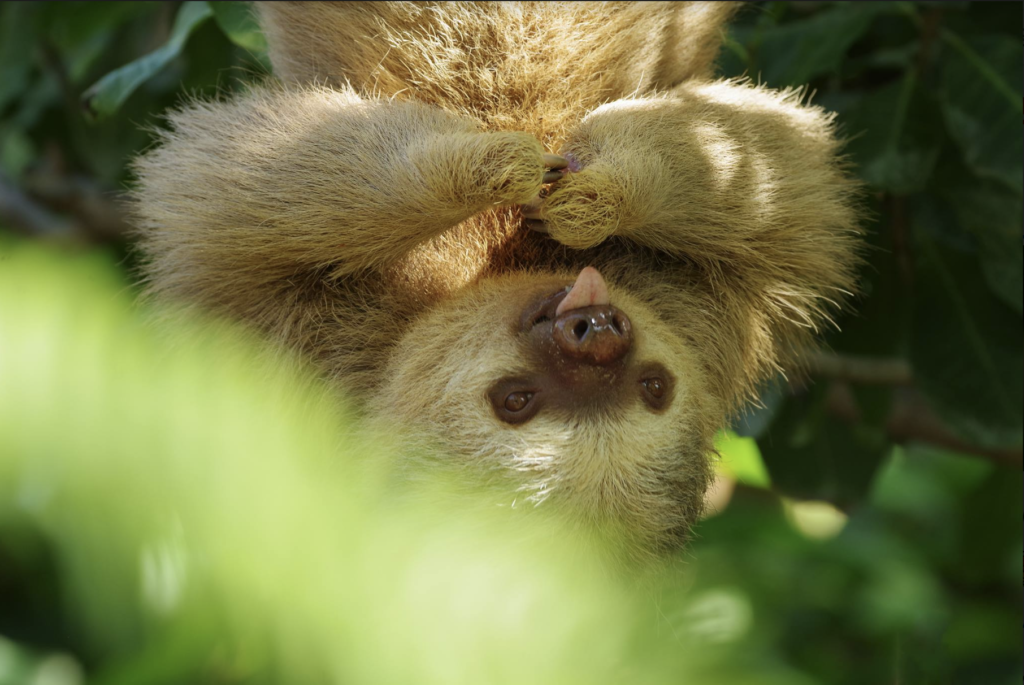 Meet The Sloths of Diamante