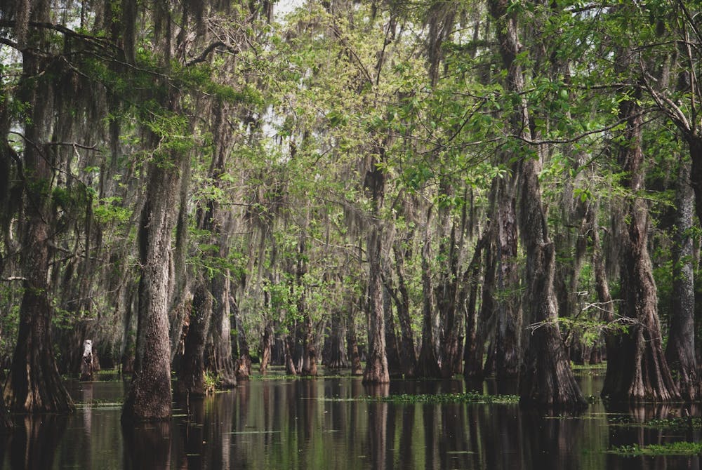 7 Animals That Live in Louisiana Swamps | New Orleans Activities