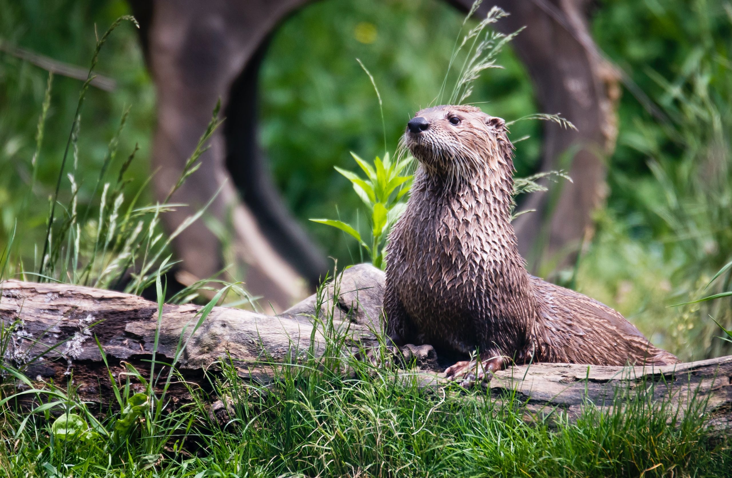 7 Animals That Live In Louisiana Swamps New Orleans Activities   Otter Ryan Grewell Scaled 