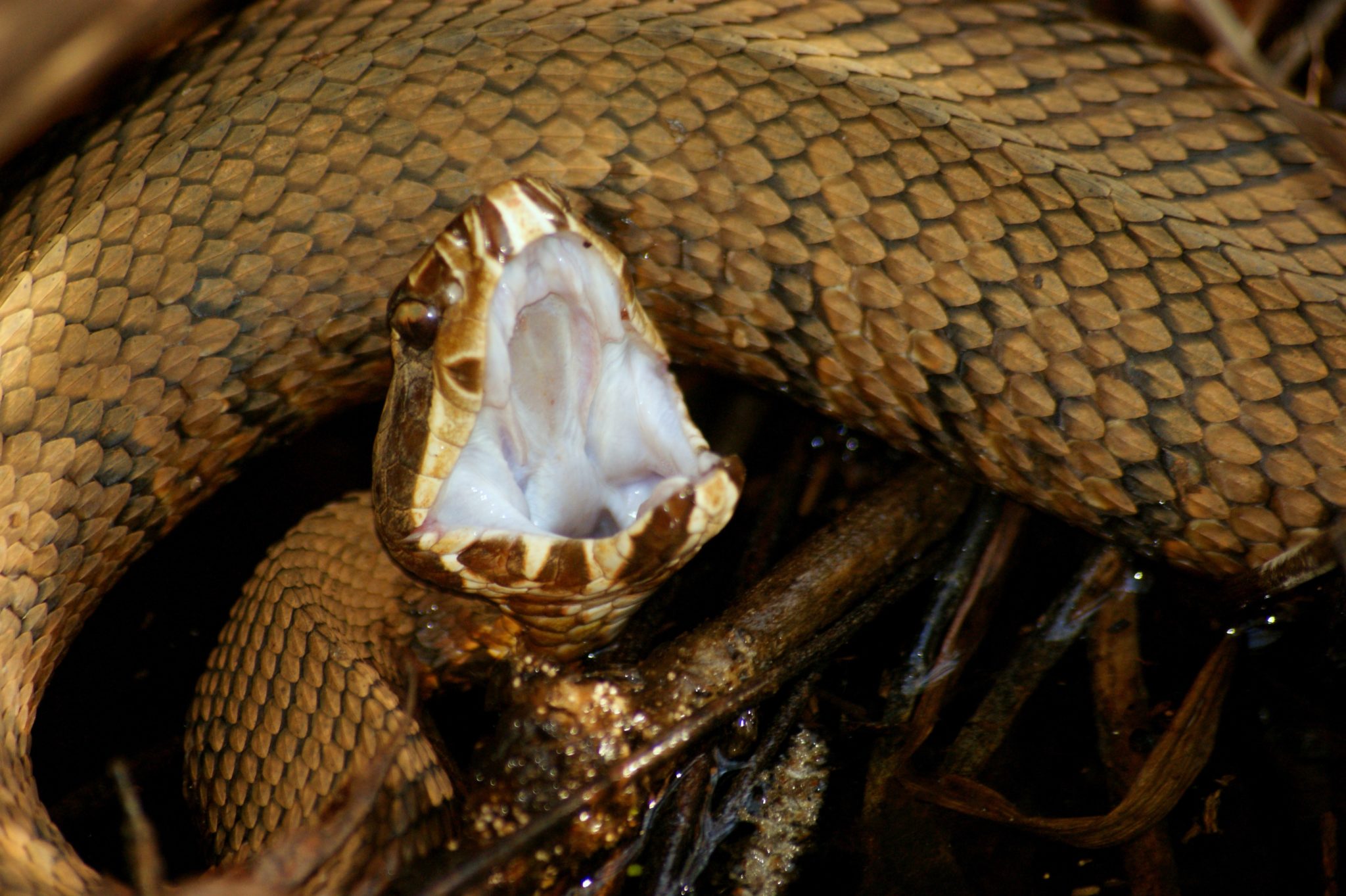 7 Animals That Live in Louisiana Swamps | New Orleans Activities