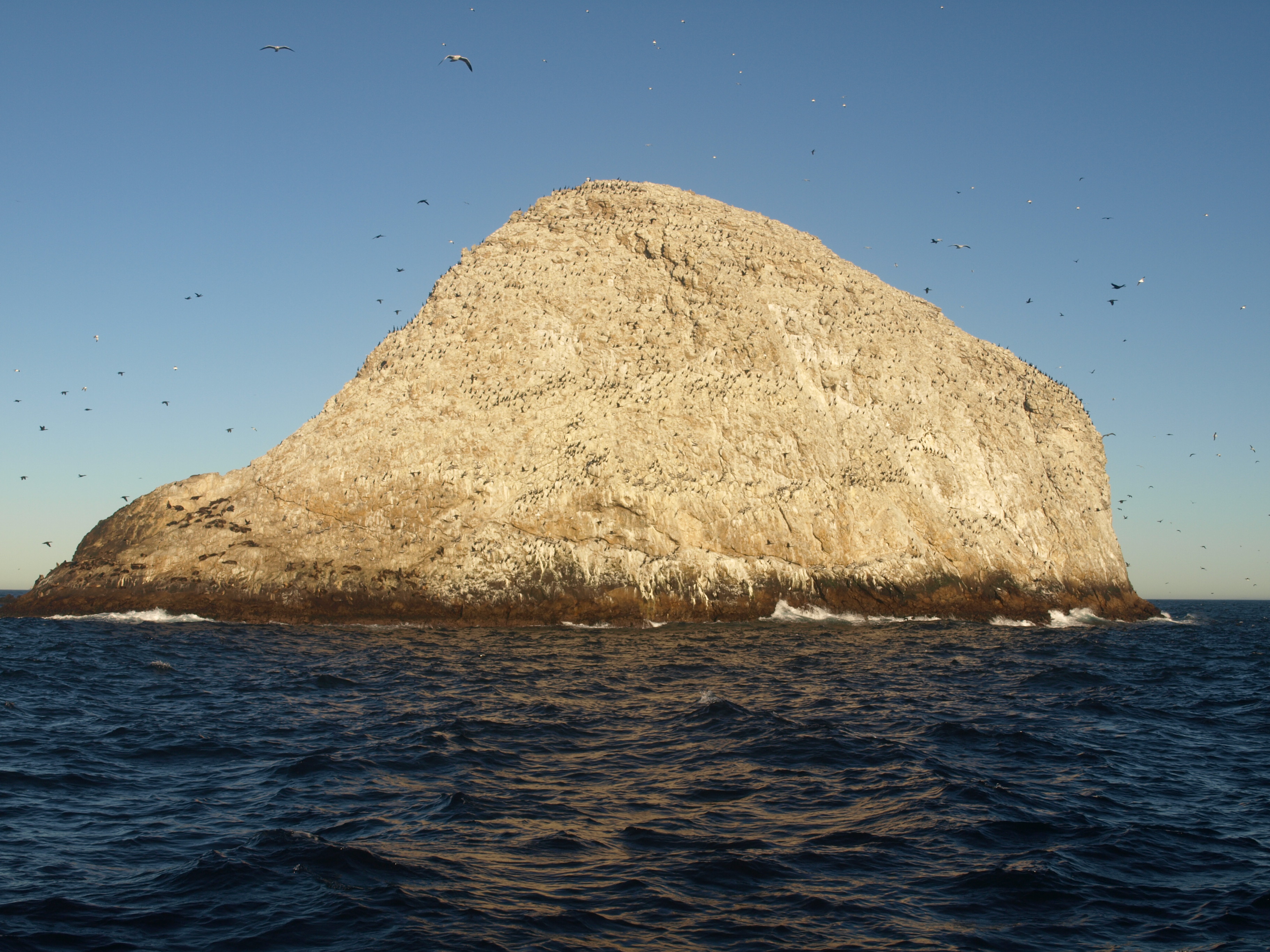 About Farallon Islands | San Francisco Whale Tours