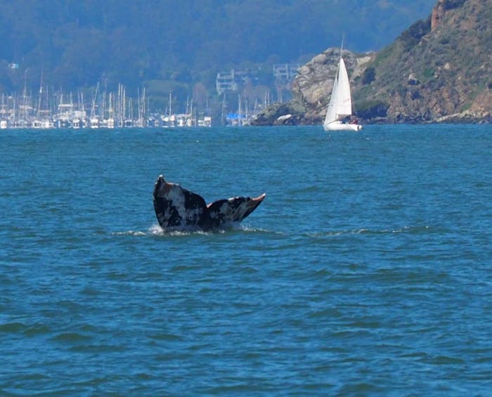 san francisco whale tours tours