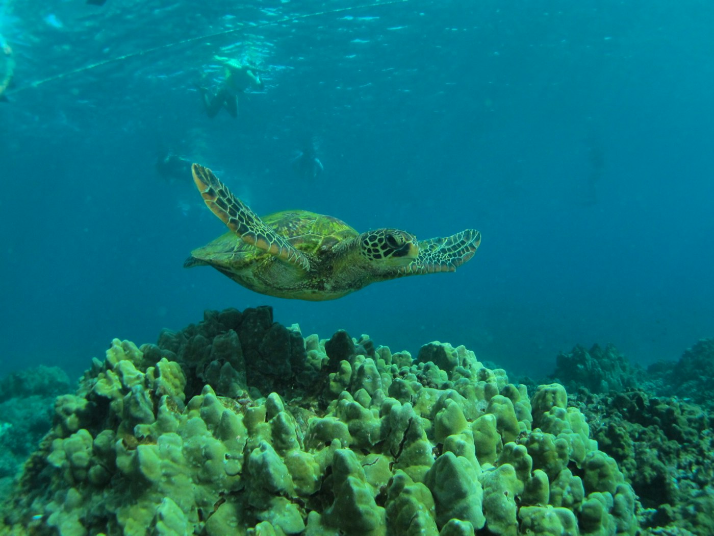 Honolulu Sail and Snorkel with Turtles | Pure Aloha Adventures