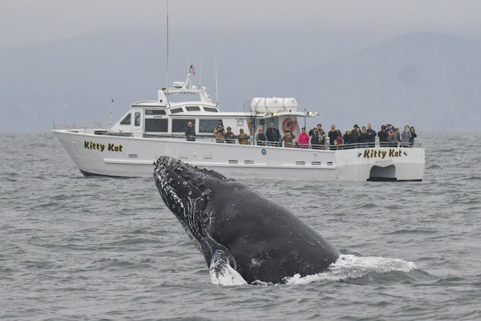 san francisco whale tours tours