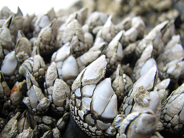 Gooseneck barnacles 