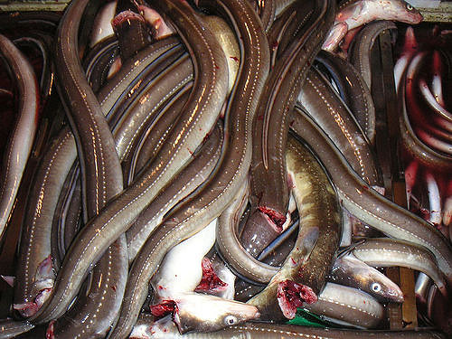 Baby eels