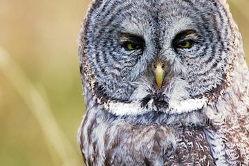 close up owl