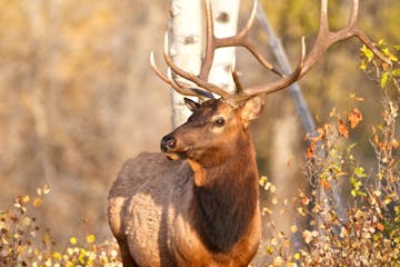 Majestic Bull Elk in Golden Aspens in Jackson Hole Wyoming