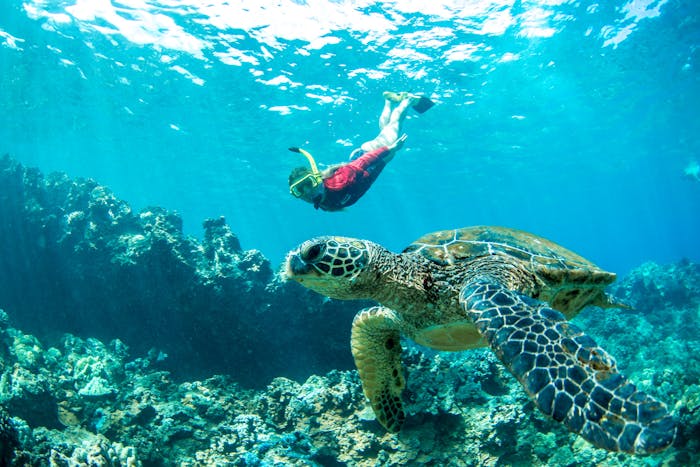 Wailea Beach Kayaking & Snorkel Tours | Aqualani Beach