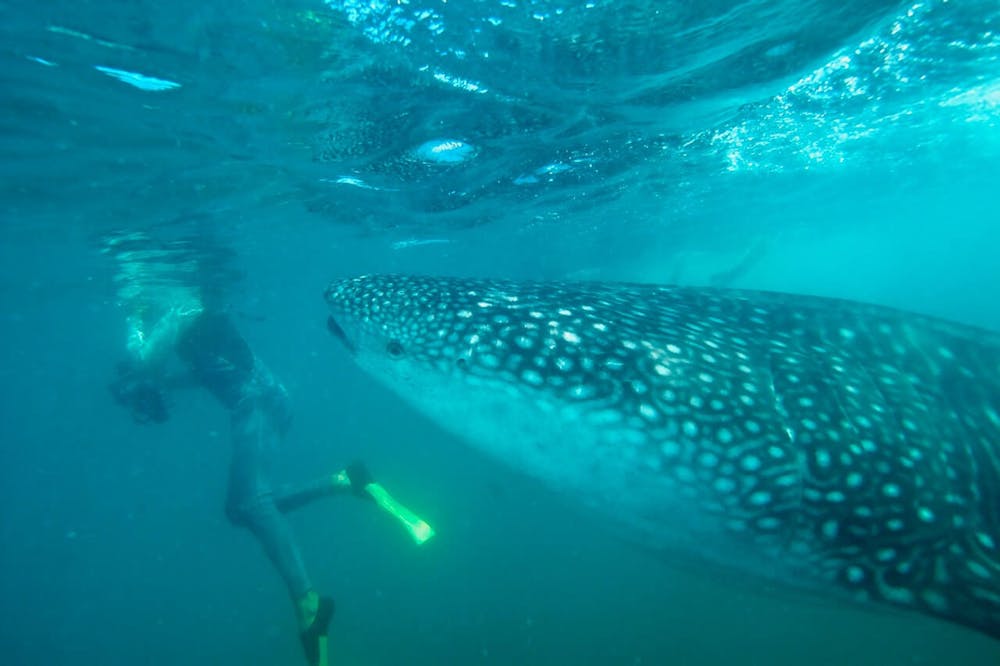 Are Whale Sharks Dangerous Known As Gentle Giants Cabo Expeditions