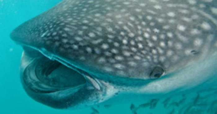 Swimming With Whale Sharks Cabo Expeditions