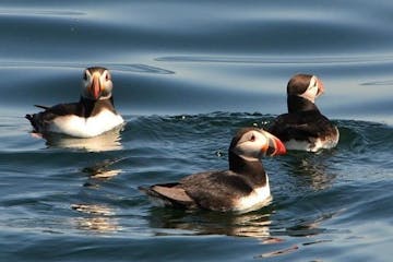 3 puffins swimming on the water seen on an Audubon Puffin & Scenic Cruise