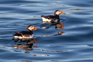 two puffins