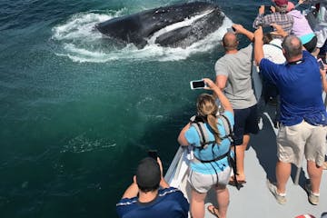 people taking photos of whale on a Boothbay Harbor whale watching cruise
