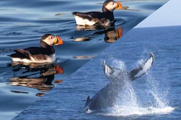 Puffins on the water and a whale jumping out of the water