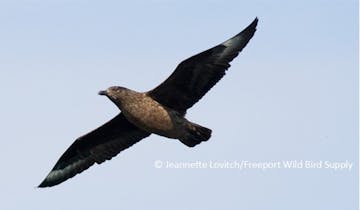 a special pelagic bird cruise with a bird flying in the sky