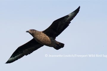 a special pelagic bird cruise with a bird flying in the sky